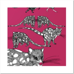 Tasmanian Spotted-tailed Quolls in the Pink Posters and Art